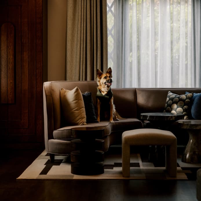 Small dog sitting on a modern sofa in a warmly lit living room with textured pillows, side tables, and sheer curtains.